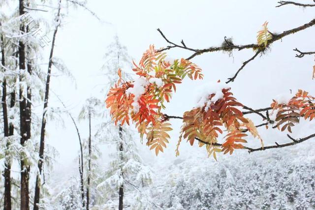 四川，下！雪！了！