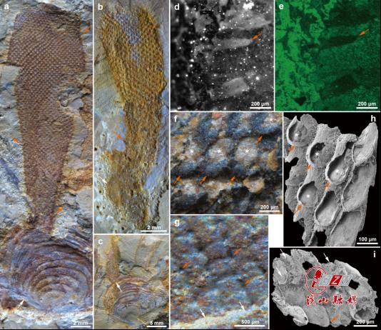 贵州大学兰天副教授在《Nature》发表合作研究成果