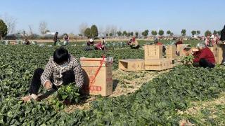 后张村：菠菜种植助力农民增收