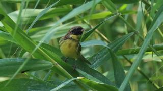 北京林业大学专家介绍黄胸鹀是雀形目鹀科鸟类