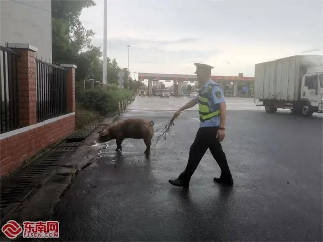 高速公路上两头活猪“越狱”跳车，民警闻讯赶来找猪