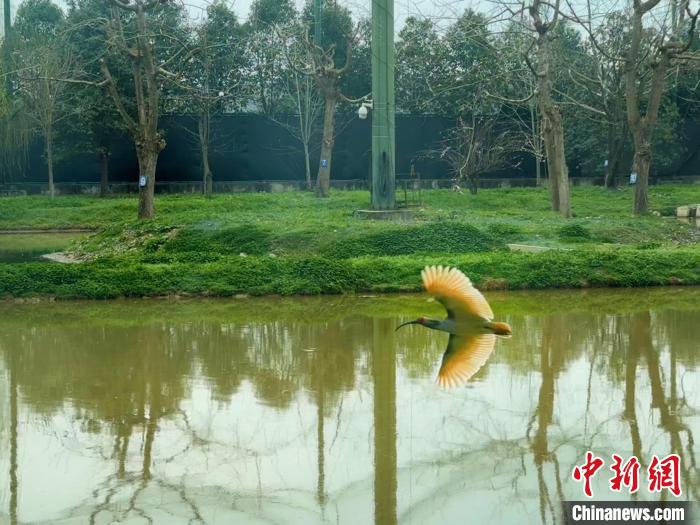 （走进中国乡村）生态保护推动“朱鹮之乡”绿色经济