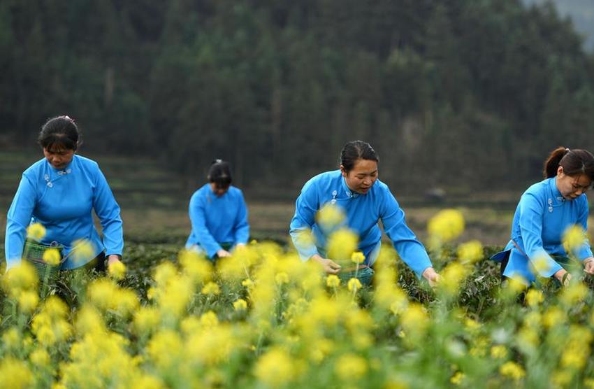 广西龙胜：抢抓时节采春茶