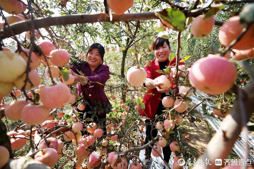 鲁南苹果丰收，果农乐呵呵采摘