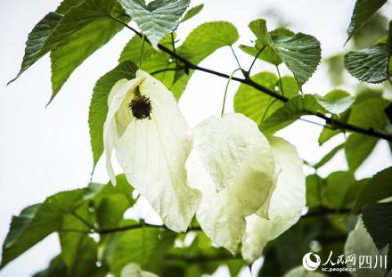 珙桐花如白鸽舒展双翅，在林中翩翩起舞