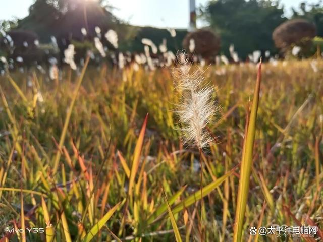 晨光熹微，让那阵风来，千元机也能大放光彩