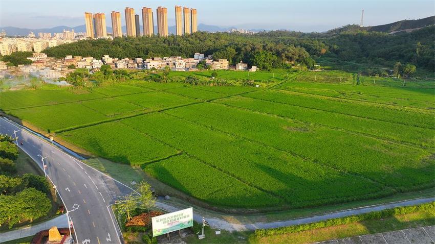 村级集体经济公司化改革，开拓台山镇村高质量发展新局面