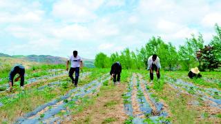 6月1日，秦州区江源种养农民专业合作