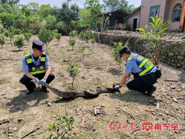 3米多长蟒蛇溜到村民鸭舍偷吃鸭子民警迅速捕获