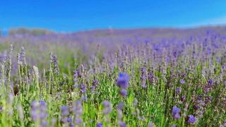 伊犁霍城：紫色花海等你入座