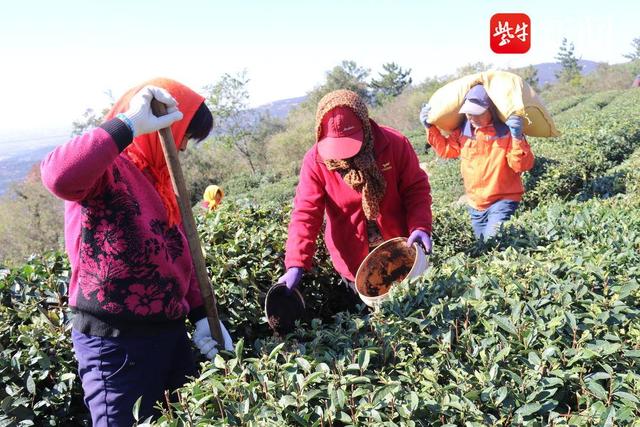 南云台林场：抢农时，施足肥，确保来年春茶有个好收成