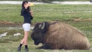 美国游客多次在黄石公园挨野牛自拍 摄影师：牛刺伤人就得被安乐死