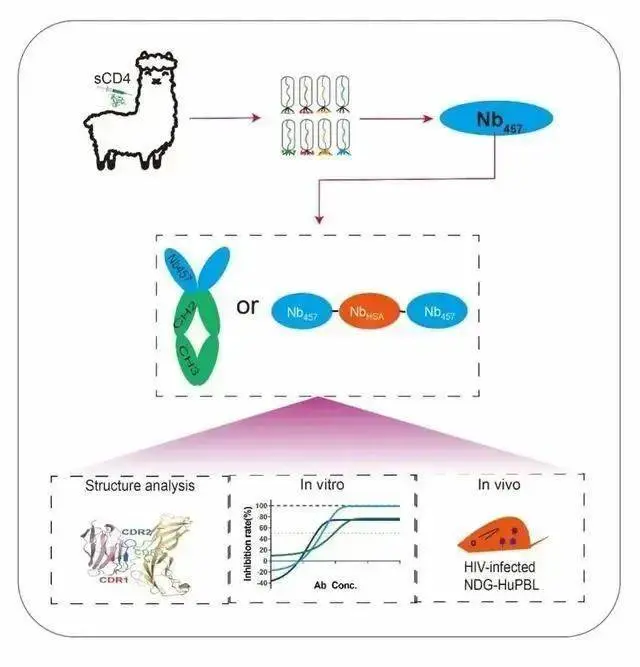 我国科研人员发现能强效抑制艾滋病病毒的纳米抗体