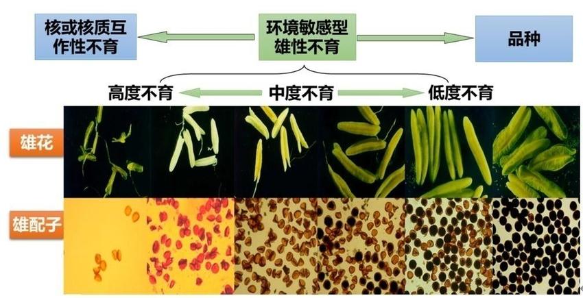 “京字号”杂交小麦 破解 “世界难题”