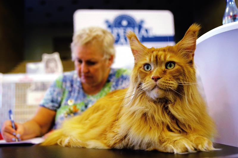 罗马尼亚   宠物猫参加选美