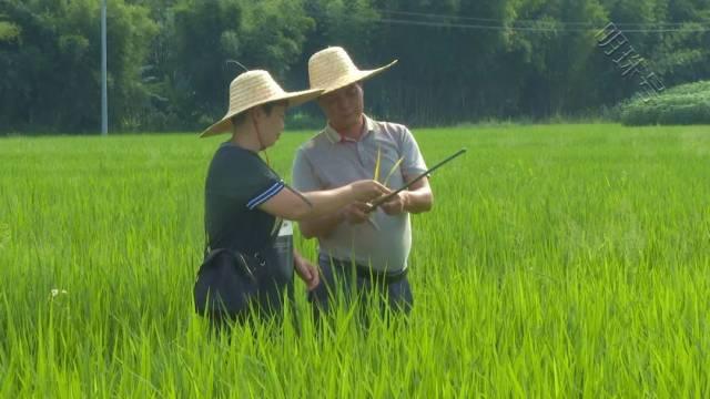 藏粮于技促高产！肇庆这个地方解锁丰收“密码”