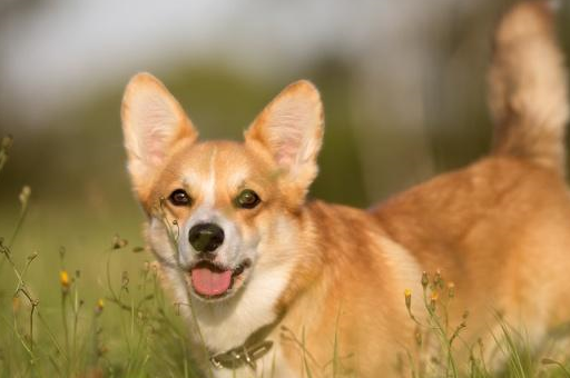 为什么养柯基犬的人越来越少？缺点太多了，让人不得不放弃饲养