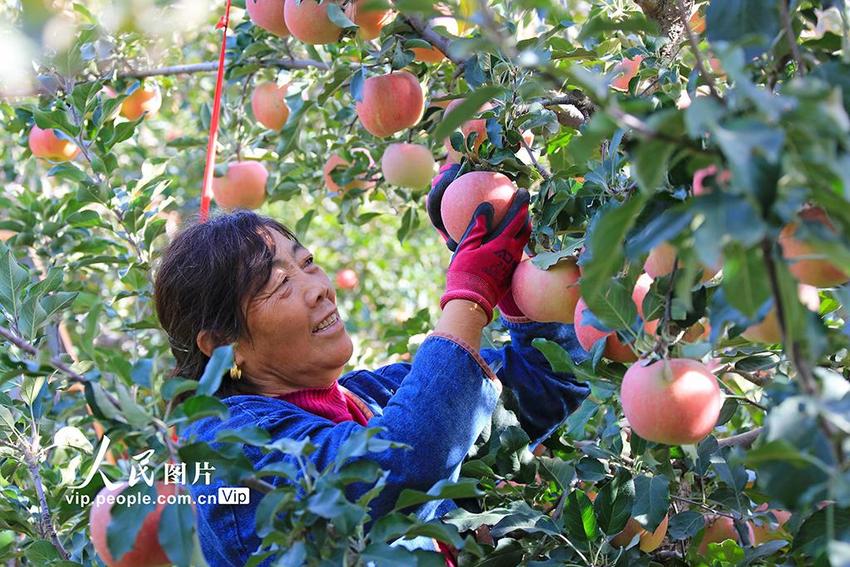 河北玉田：采摘苹果