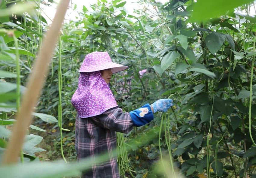 广西融水：豆角丰收采摘忙