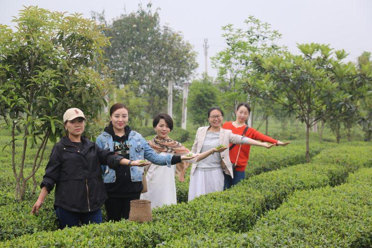 七十三行丨研学旅行指导师：茶艺研学 让更多人了解“每片茶”的故事