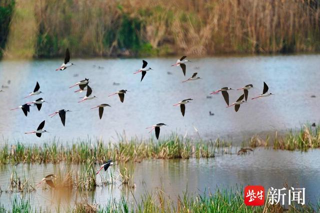 黑翅长腿鹬飞来南京绿水湾湿地觅食，被称为“大长腿娘子”