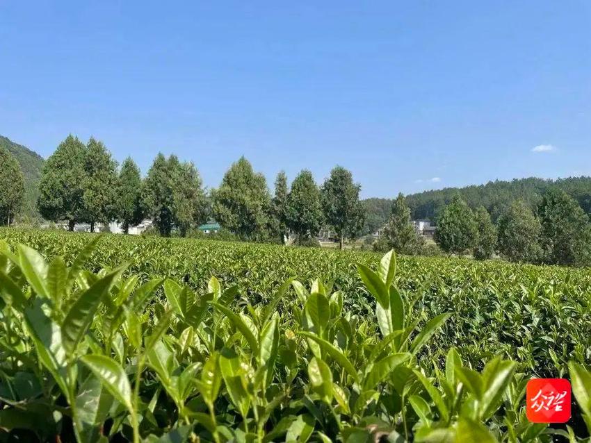 贵州思南：生态茶名传山外香飘四海