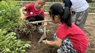 利津县第二实验幼儿园开展采摘花生农趣活动