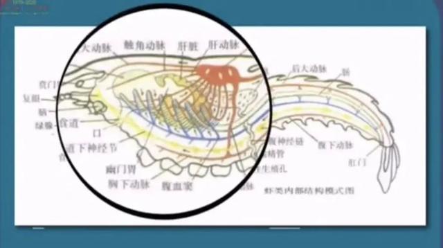 男子“炫完”小龙虾患急性肝炎！夏季饮食要警惕→