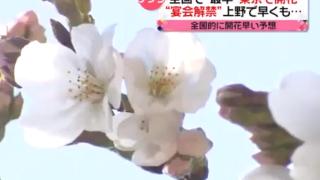 调查：过半数日本民众今年计划去赏樱