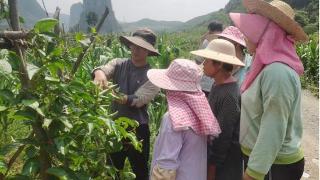 崇左烟草：以实干为弦 奏响乡村振兴乐章