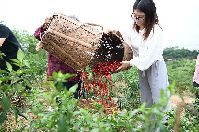 自贡荣县乐德镇“乐德红”辣椒畅销川内市场