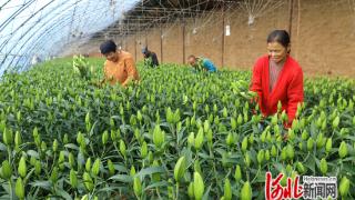 平泉：冬季温室棚内盛开“致富花”