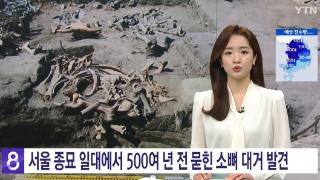 韩国宣布出土一堆500年前的牛骨头 专家：数量之多 实在罕见