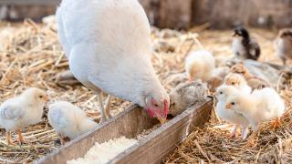 益生股份：今年白羽肉鸡行业景气度高