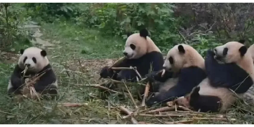 来自央视的肯定：花花是一只不一样的大熊猫，因顶流被更多人看见