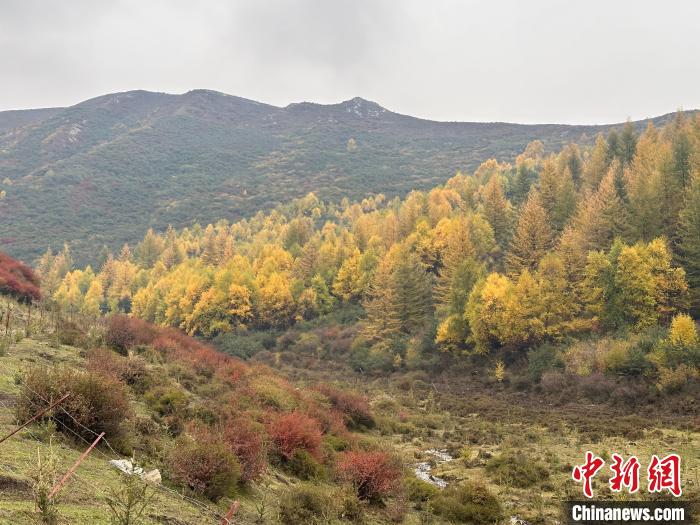 青海森林覆盖率最高县：“生态司法+补植复绿”，为高原大地“充植”