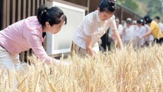 劳动是最好的“儿童节礼物”！丰奥嘉园小学学生体验收麦子的乐趣