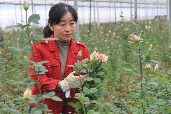 马龙区纳章镇：花卉产业助力乡村振兴