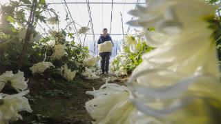 河北遵化：食用菊花大棚忙