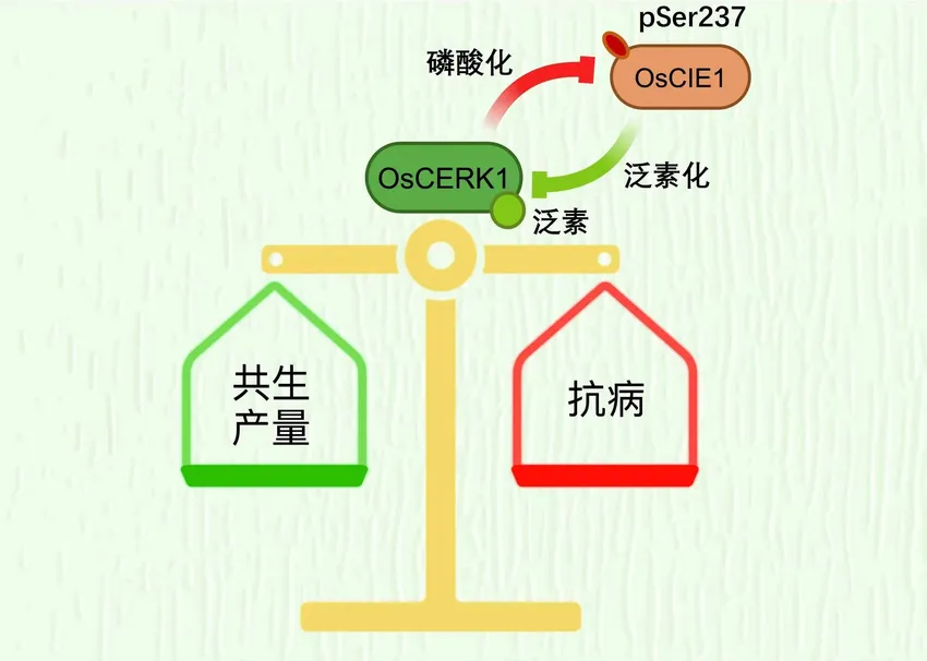 水稻如何给免疫反应踩“刹车”？中国科学家揭秘，可用于增产