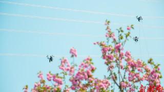 湖南浏阳：春风里的“小蜜蜂”