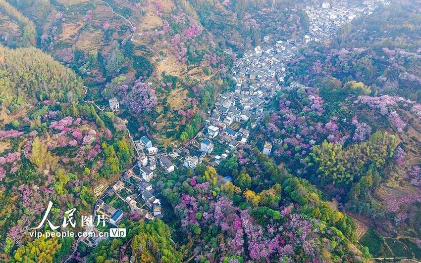 安徽歙县：花山梅香浮动引客来