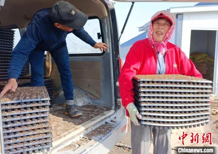 南果北种！甘蔗、沃柑在乌鲁木齐周边农场试种