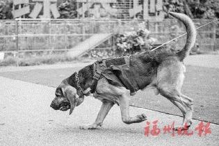 看，福州“汪汪队”立大功