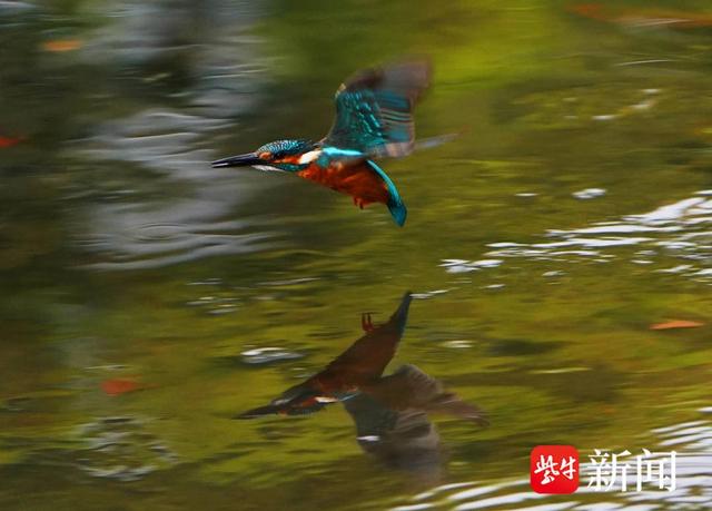 南京月牙湖生态好，一对翠鸟来安家，看看吧