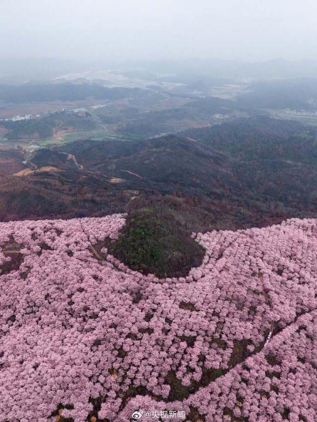 山林影像：野火烧不尽春风吹又生