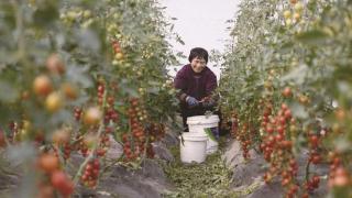 小番茄产业照亮致富路