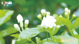 一朵花到一杯茶 田野开满“致富花”