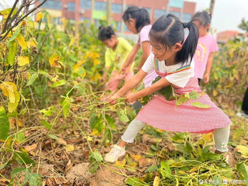 利津县陈庄镇集贤幼儿园开展采摘毛豆劳动实践活动