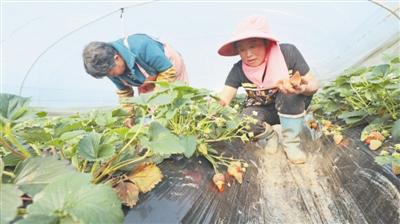 草莓丰收迎新年